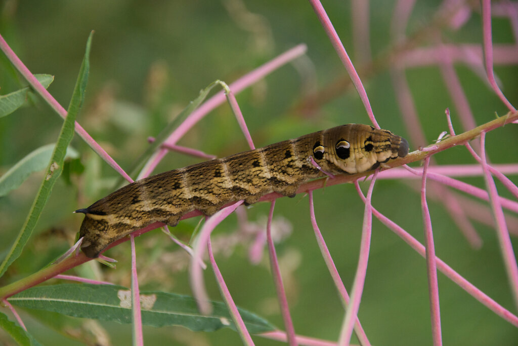 DSC5276.jpg